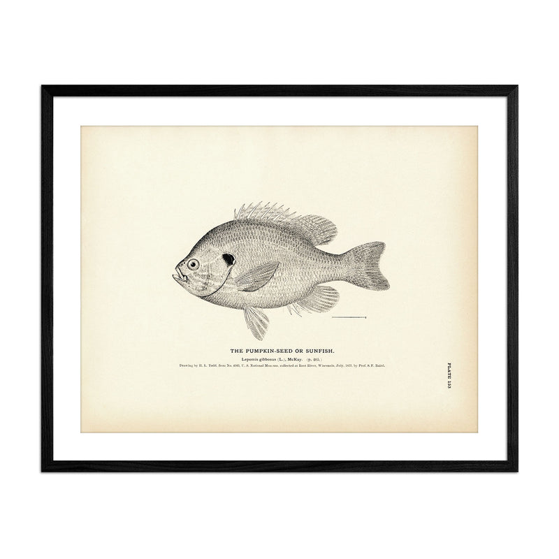 Pumpkin - Seed (Sunfish) Art Print - Muir Way - Fisheries