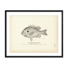 Pumpkin-Seed (Sunfish) Art Print