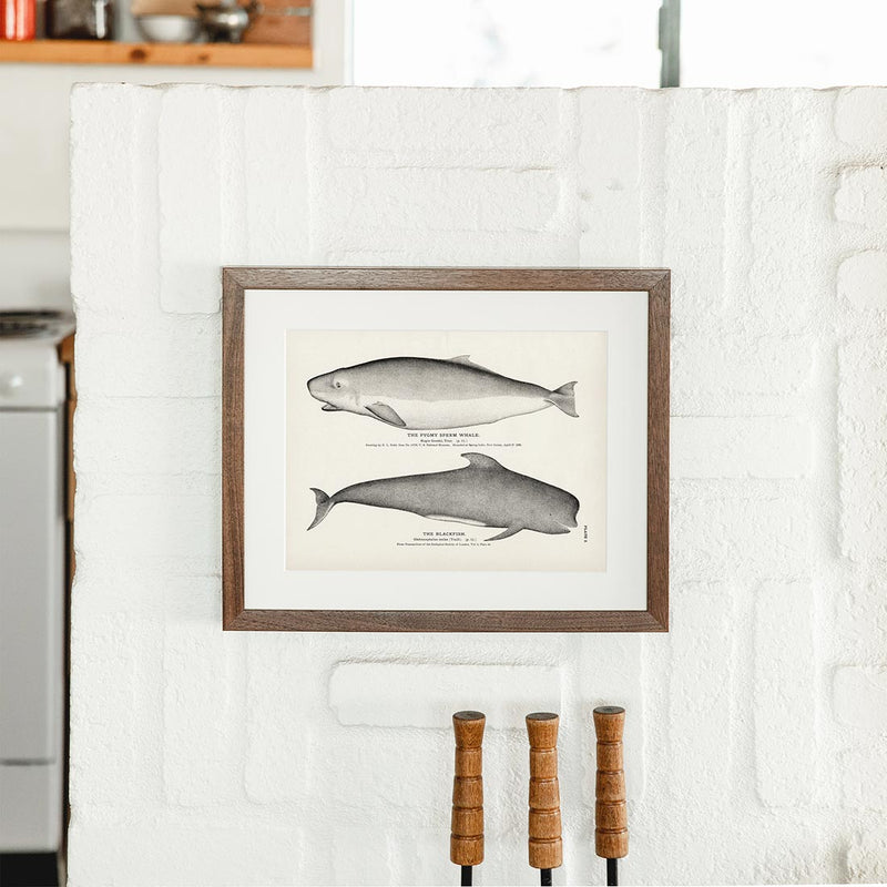 Pygmy Sperm Whale and Blackfish Art Print - Muir Way - Fisheries