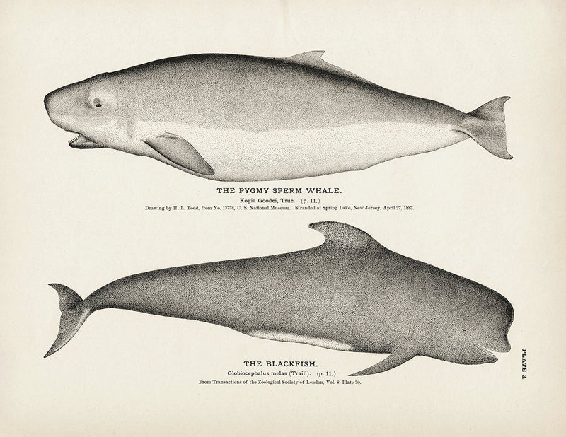 Pygmy Sperm Whale and Blackfish Art Print - Muir Way - Fisheries