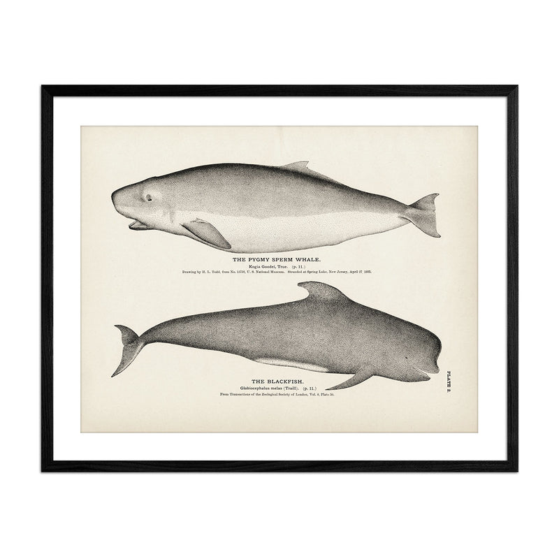 Pygmy Sperm Whale and Blackfish Art Print - Muir Way - Fisheries