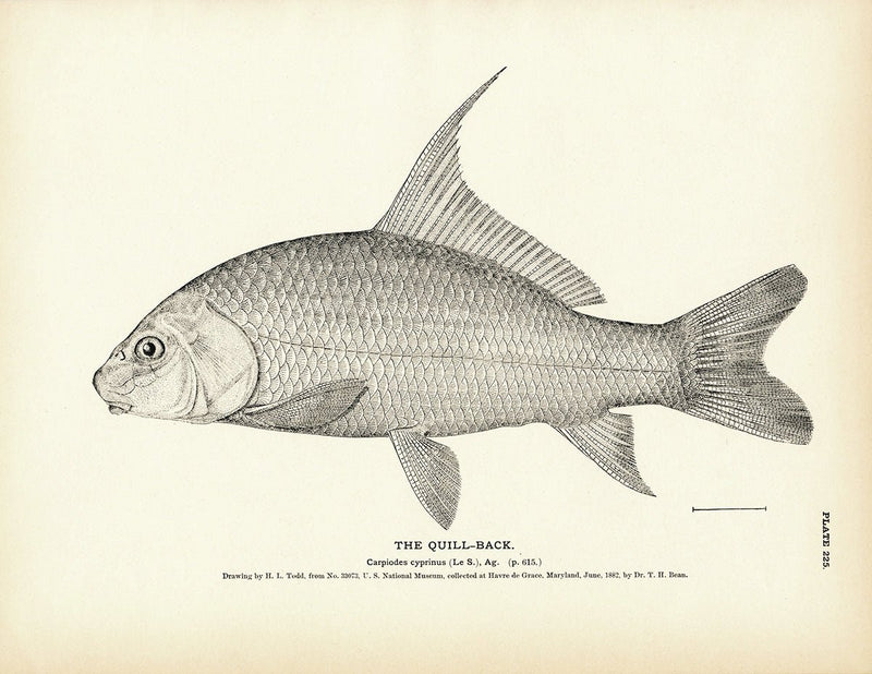 Quill - Back Art Print - Muir Way - Fisheries