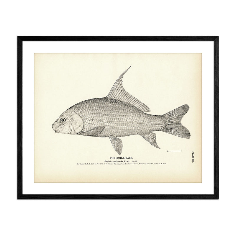 Quill - Back Art Print - Muir Way - Fisheries
