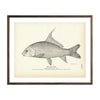 Vintage Quill-Back fish print
