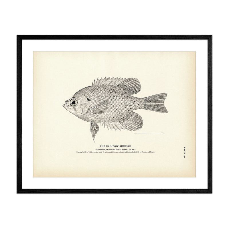 Rainbow Sunfish Art Print - Muir Way - Fisheries