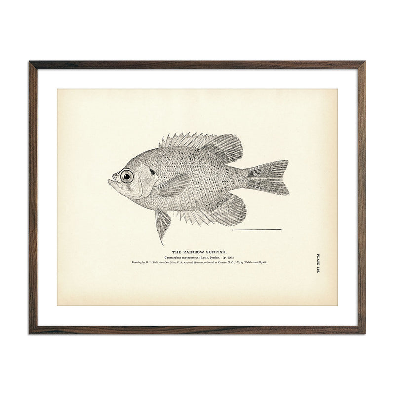 Rainbow Sunfish Art Print - Muir Way - Fisheries