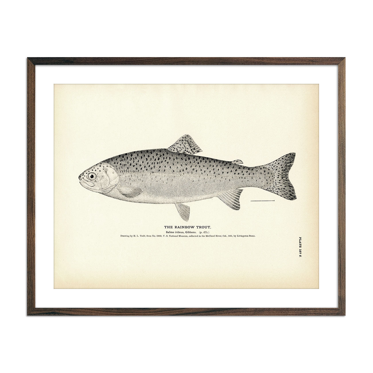 Striped Bass (Rockfish) - 1884 Print