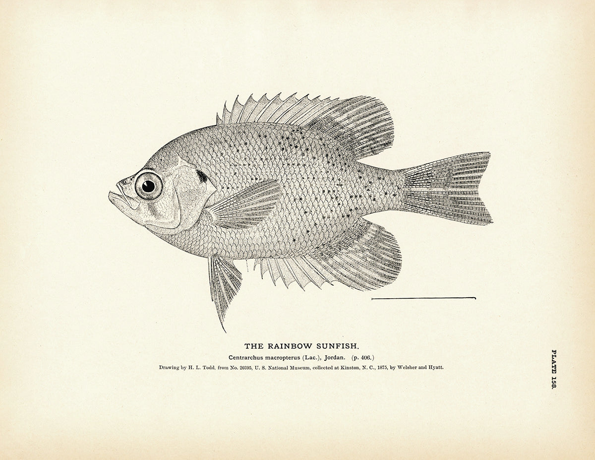Larval Sunfish Sticker — Andrea Dingeldein