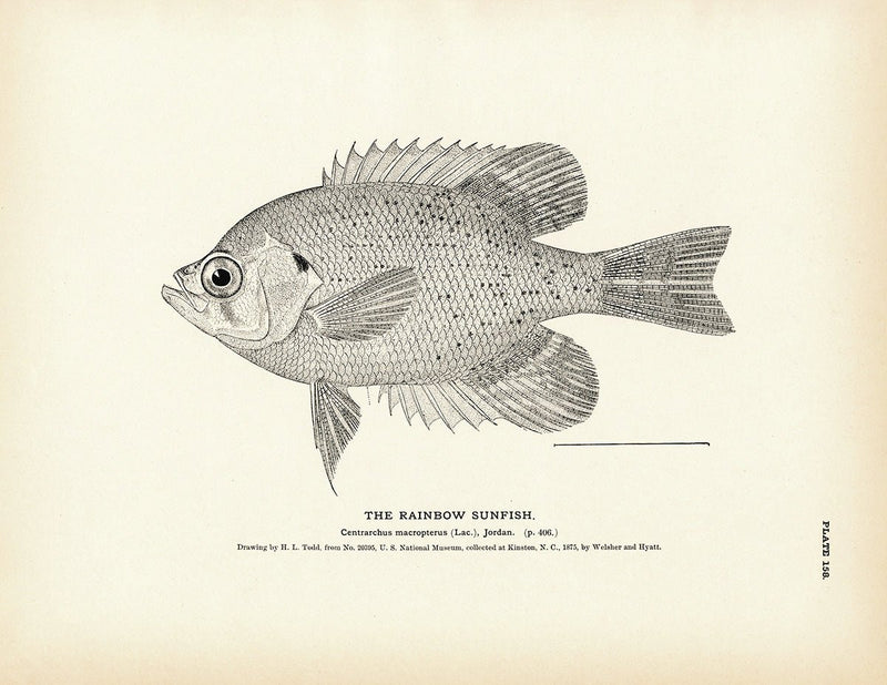 Rainbow Sunfish Art Print - Muir Way - Fisheries