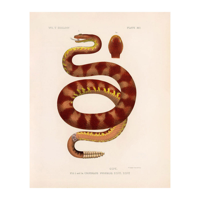 Rattlesnake Art Print