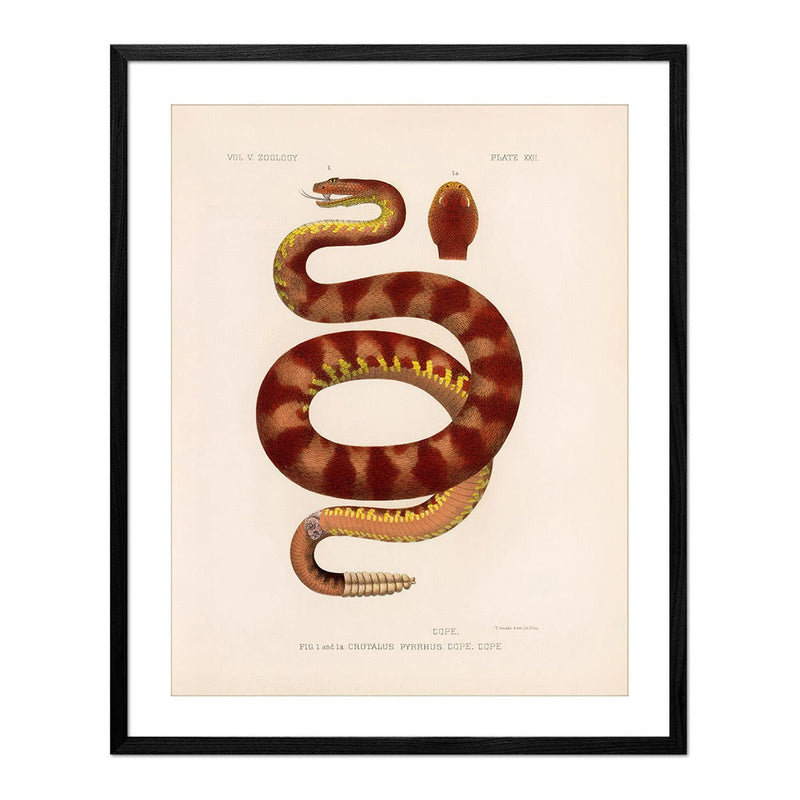 Rattlesnake Art Print - Muir Way - Animals