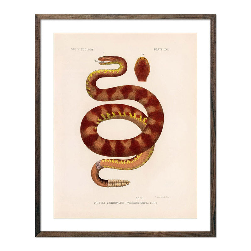 Rattlesnake Art Print - Muir Way - Animals
