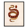 Rattlesnake Art Print