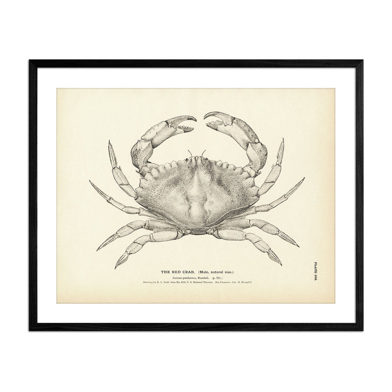 Red Crab Art Print - Muir Way - Fisheries