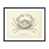 Red Crab Art Print