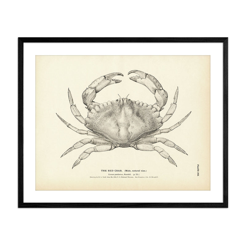 Vintage Red Crab fish print