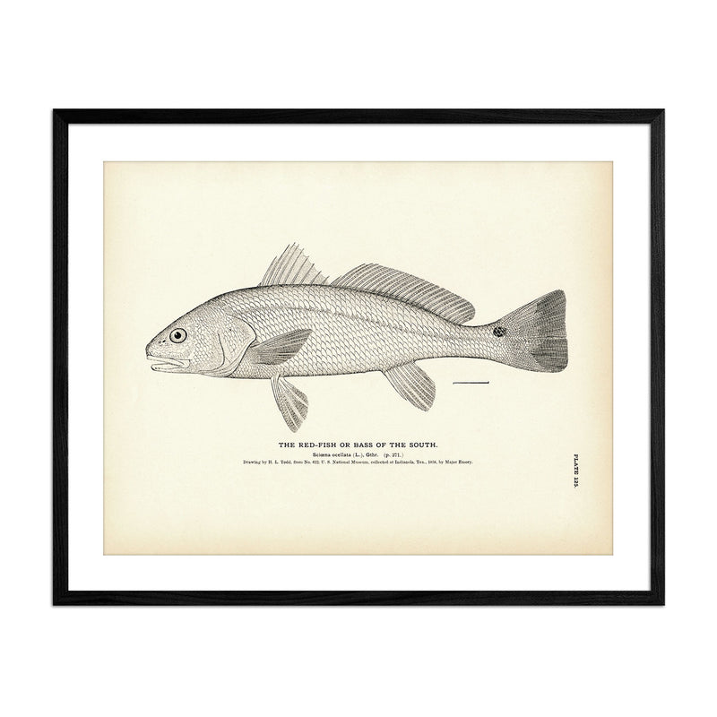 Red - Fish (Bass of the South) Art Print - Muir Way - Fisheries