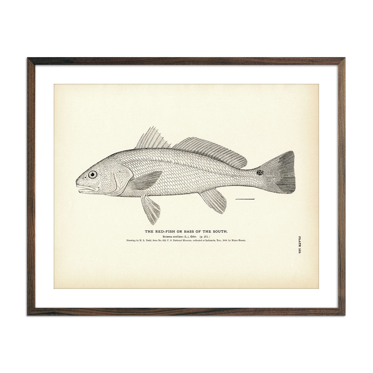 Vintage Red-fish print