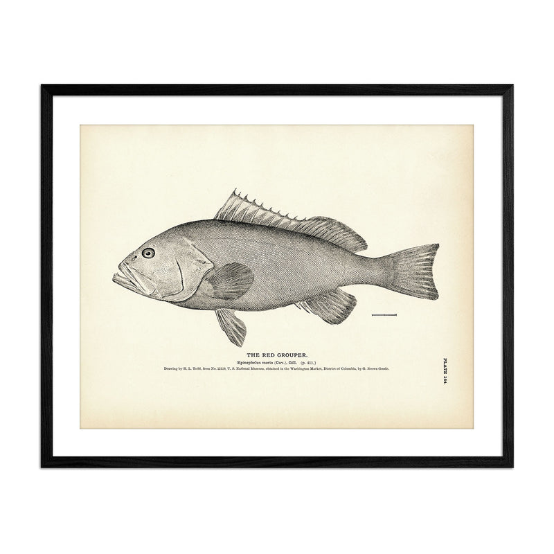 Red Grouper Art Print - Muir Way - Fisheries