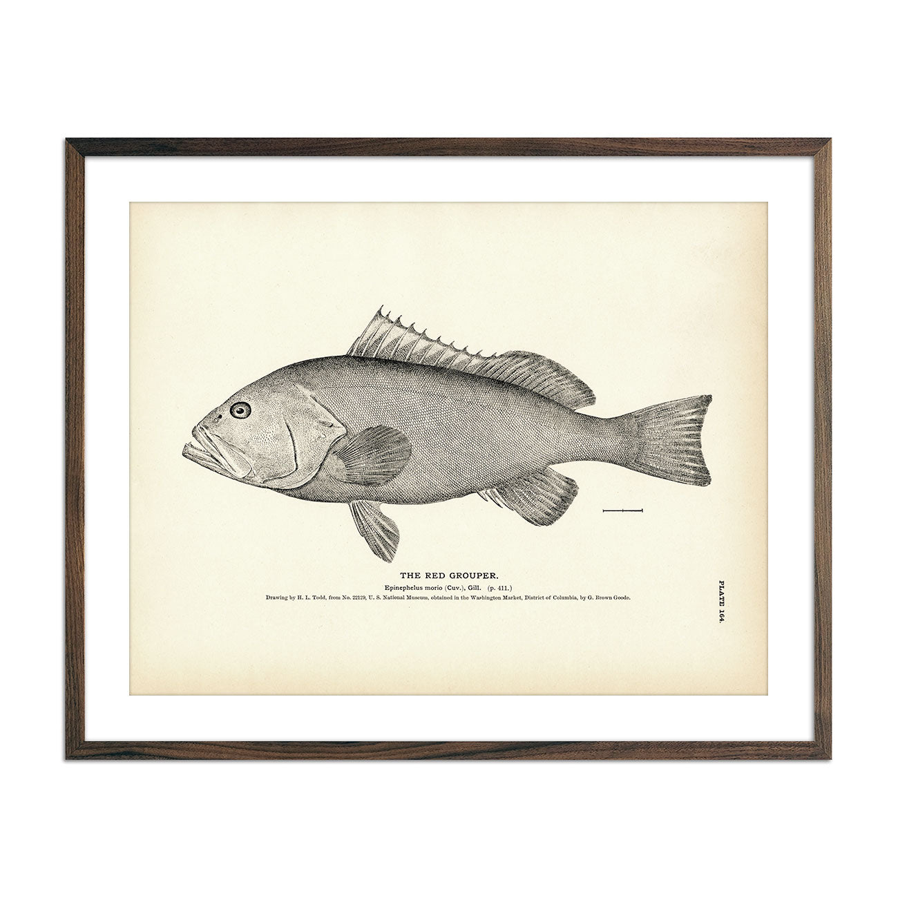 Vintage Red Grouper fish print