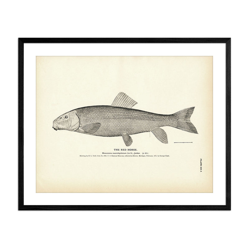 Red Horse Art Print - Muir Way - Fisheries