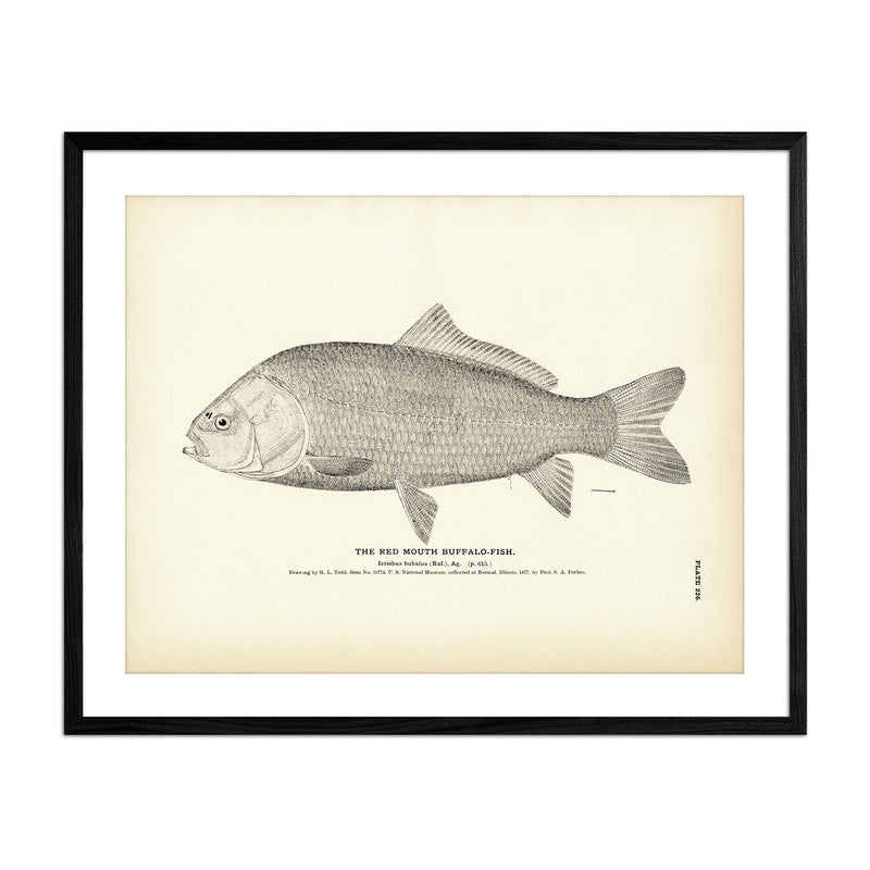 Red Mouth Buffalo - Fish Art Print - Muir Way - Fisheries