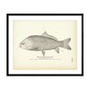 Red Mouth Buffalo-Fish Art Print