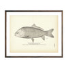 Vintage Red Mouth Buffalo-fish print