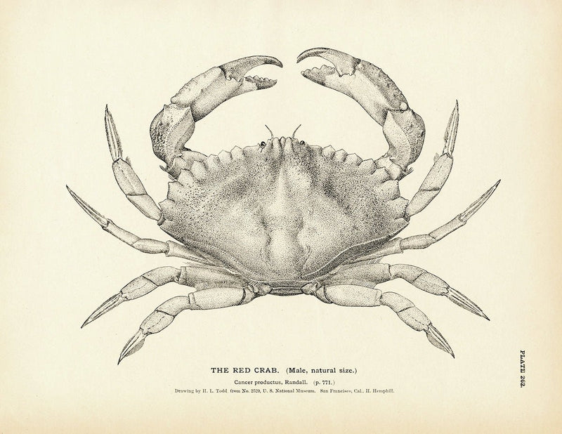 Red Crab Art Print - Muir Way - Fisheries