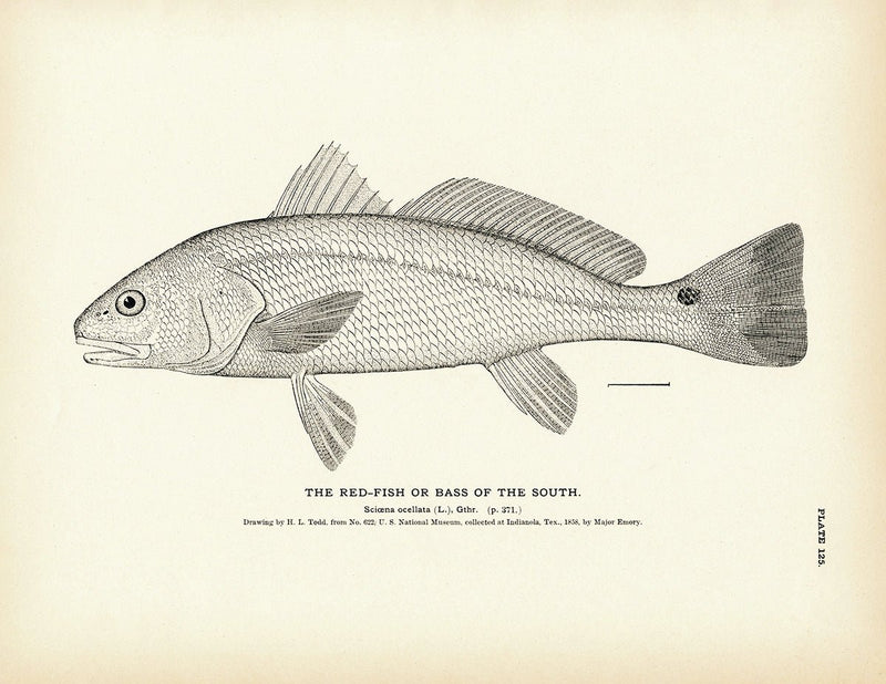 Red - Fish (Bass of the South) Art Print - Muir Way - Fisheries