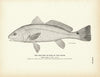 Red-Fish (Bass of the South) Art Print