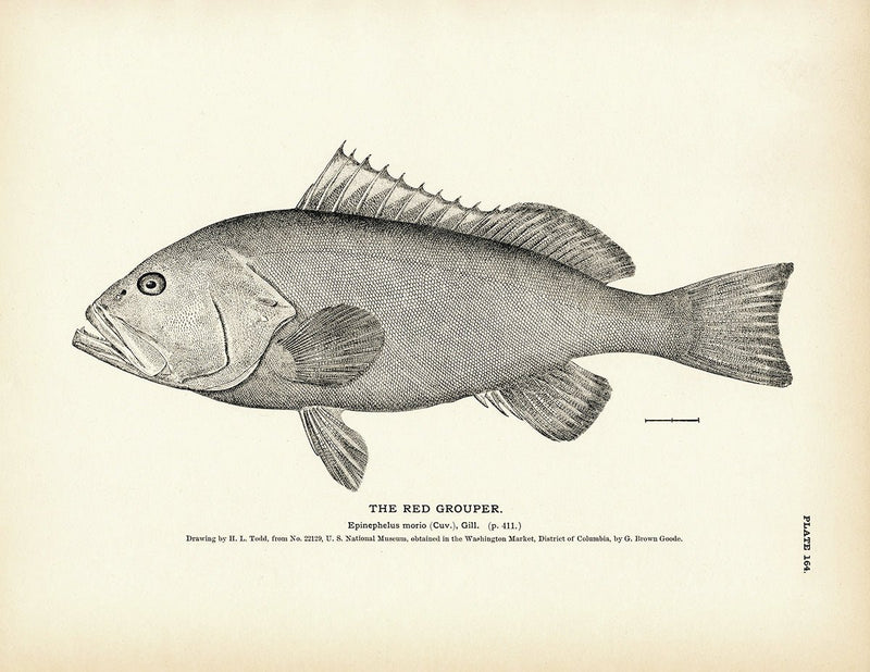 Red Grouper Art Print - Muir Way - Fisheries