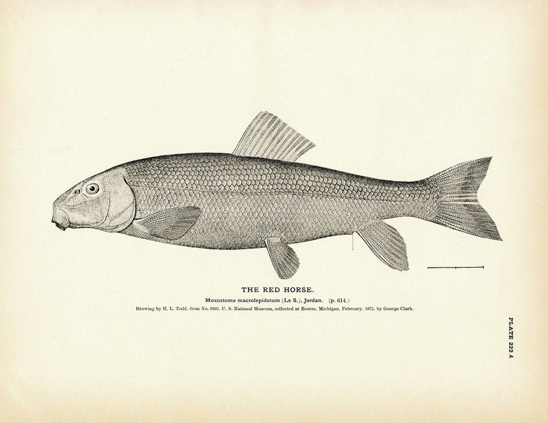 Red Horse Art Print - Muir Way - Fisheries