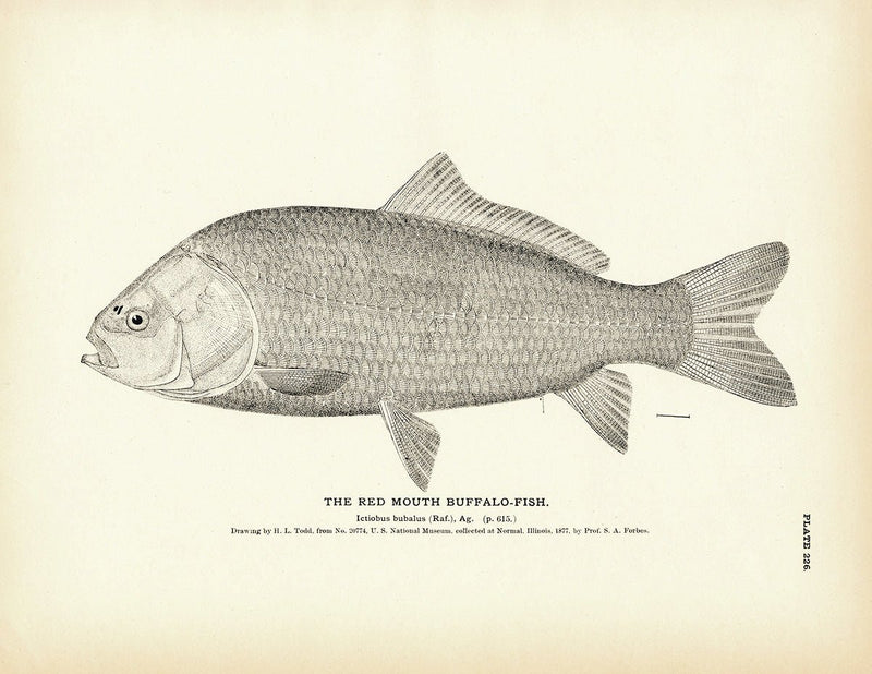 Red Mouth Buffalo - Fish Art Print - Muir Way - Fisheries