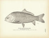 Red Mouth Buffalo-Fish Art Print