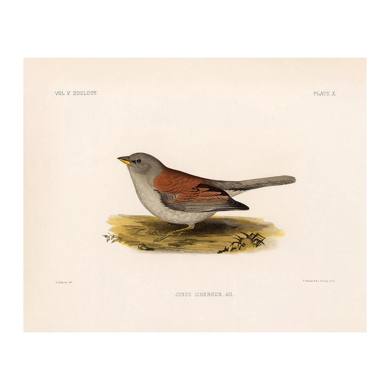 Red - Backed Junco - Female Art Print - Muir Way - Animals