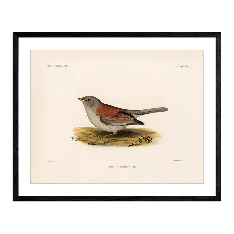 Red - Backed Junco - Female Art Print - Muir Way - Animals