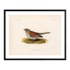 Red-Backed Junco-Female Art Print