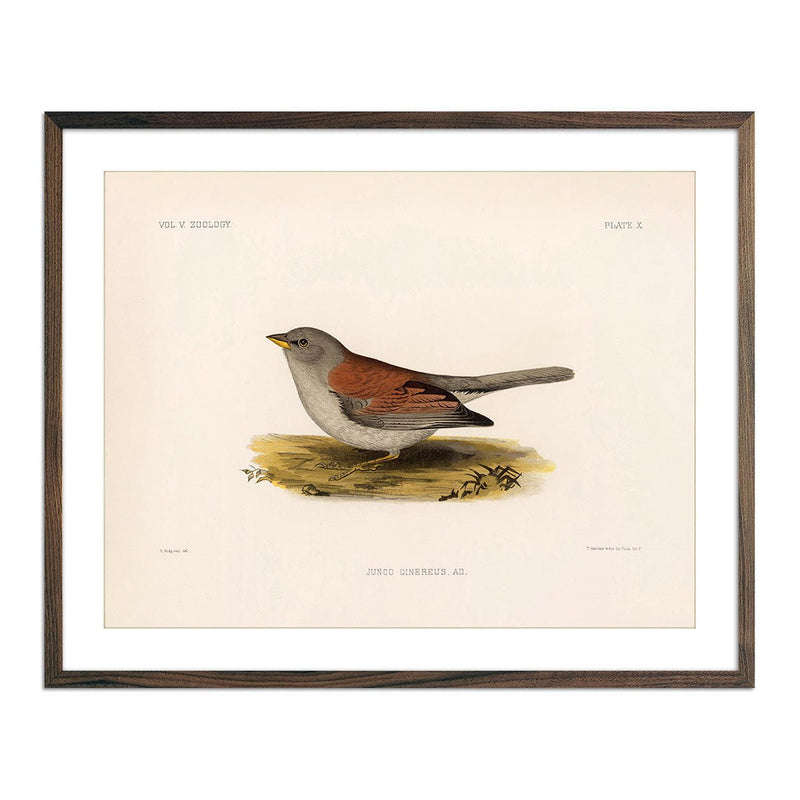 Red - Backed Junco - Female Art Print - Muir Way - Animals