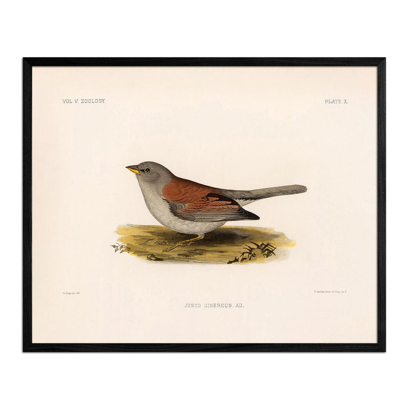 Red - Backed Junco - Female Art Print - Muir Way - Animals