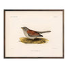 Red-Backed Junco-Female Art Print