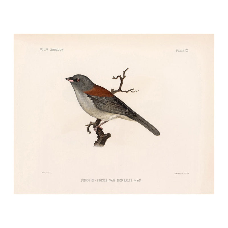 Red-Backed Junco-Male Art Print