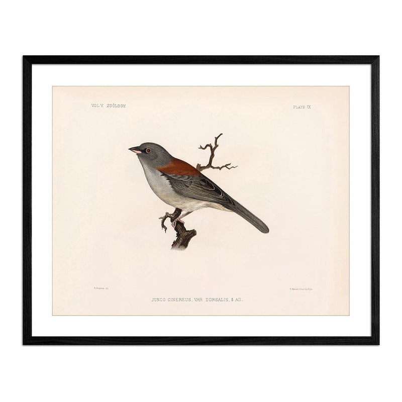 Red - Backed Junco - Male Art Print - Muir Way - Animals
