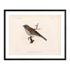 Red-Backed Junco-Male Art Print