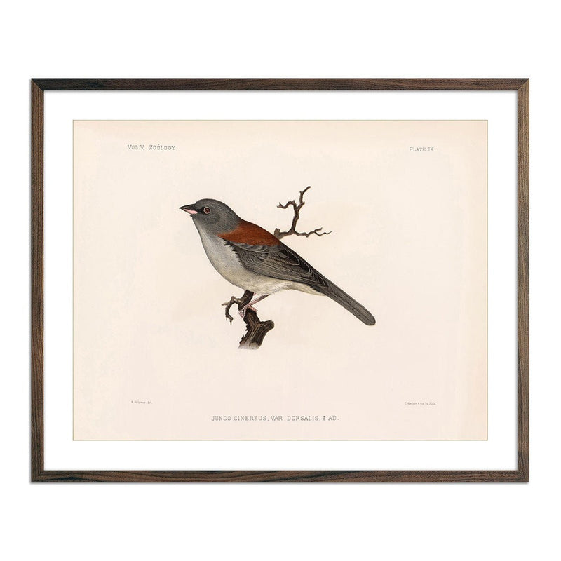 Red - Backed Junco - Male Art Print - Muir Way - Animals