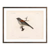 Red-Backed Junco-Male Art Print