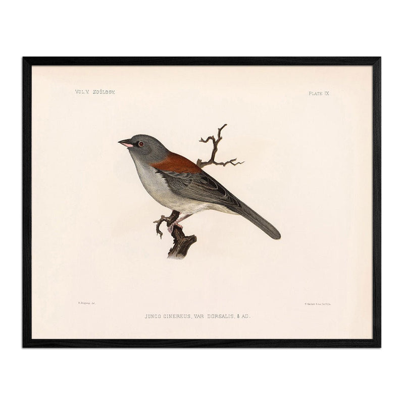 Red - Backed Junco - Male Art Print - Muir Way - Animals