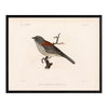 Red-Backed Junco-Male Art Print