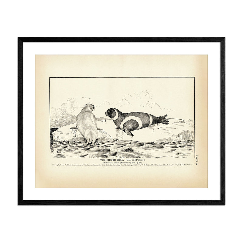 Ribbon Seal Art Print - Muir Way - Fisheries