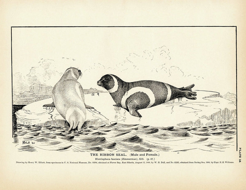 Ribbon Seal Art Print - Muir Way - Fisheries